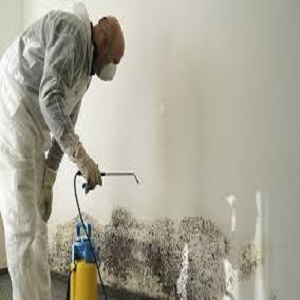 mold removal