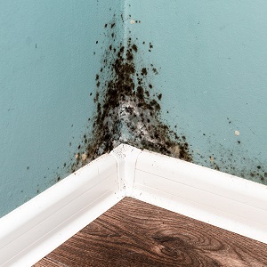 What is mold