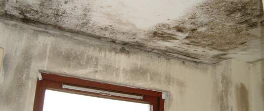 what is mold