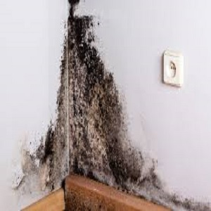 mold prevention